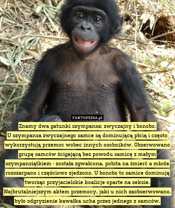 Znamy dwa gatunki szympansa: zwyczajny