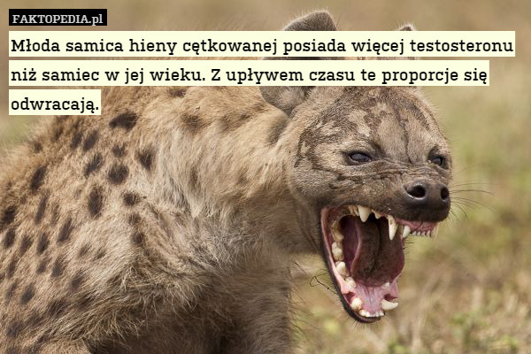 Młoda samica hieny cętkowanej posiada