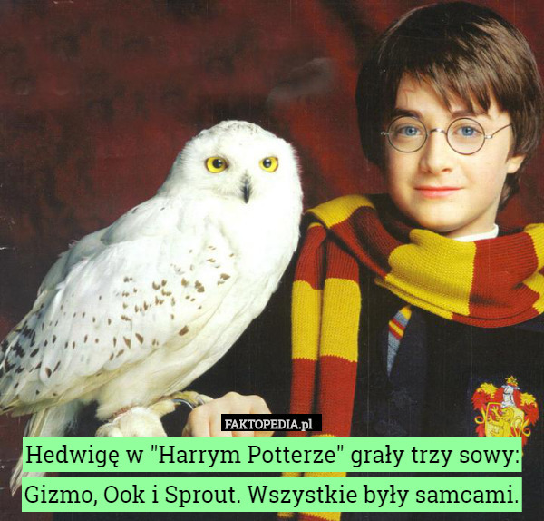 Hedwigę w "Harrym Potterze" grały trzy sowy: Gizmo, Ook i...