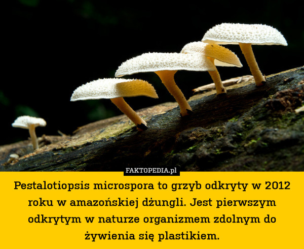 Pestalotiopsis microspora to grzyb