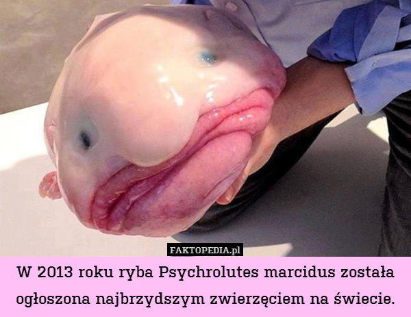 W 2013 roku ryba Psychrolutes