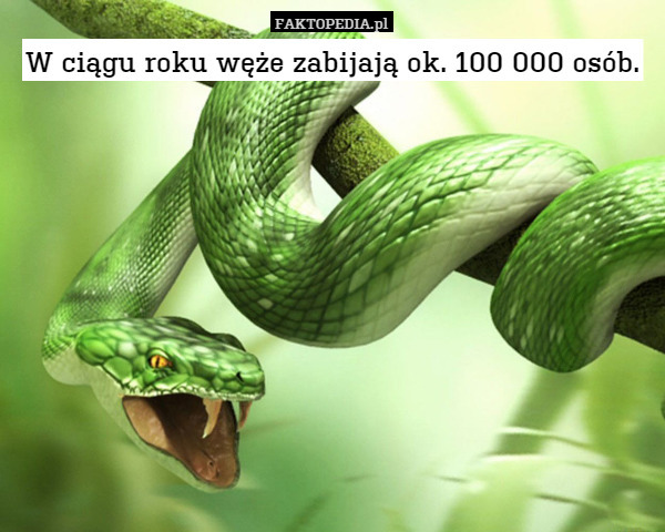 W ciągu roku węże zabijają ok. 100 000
