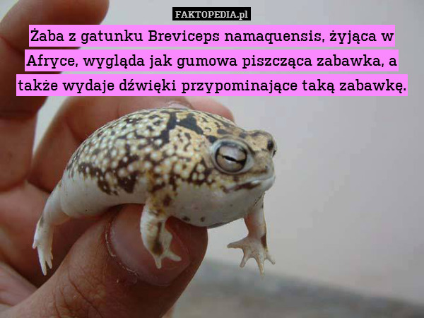 Żaba z gatunku Breviceps namaquensis,