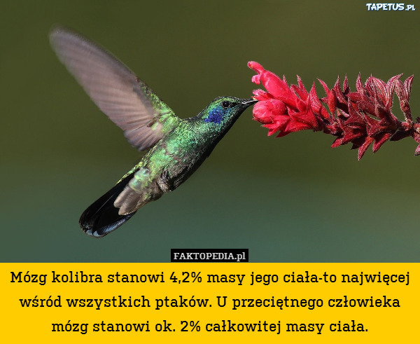 Mózg kolibra stanowi 4,2% masy