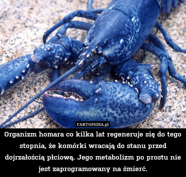 Organizm homara co kilka lat regeneruje