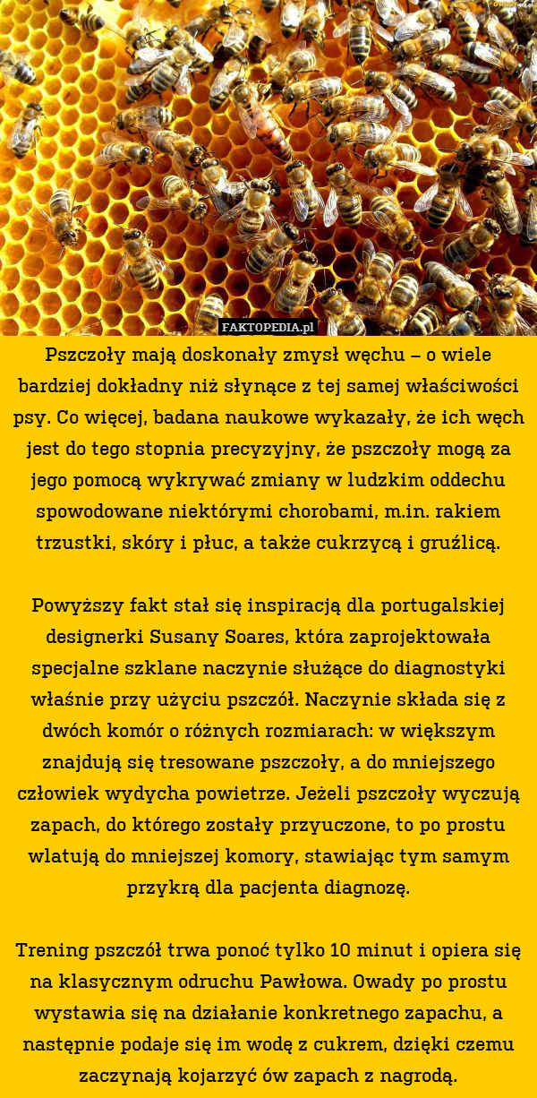 Pszczoły mają doskonały zmysł