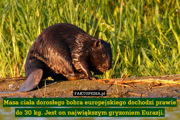 Masa ciała dorosłego bobra europejskiego