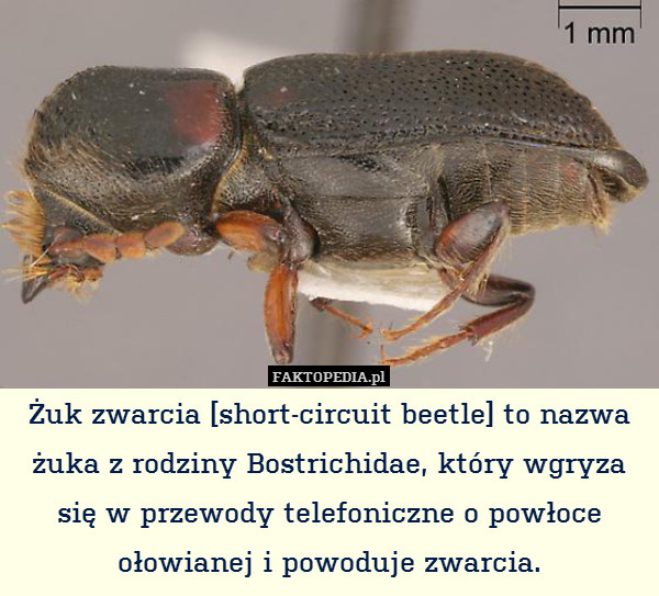 Żuk zwarcia [short-circuit beetle]