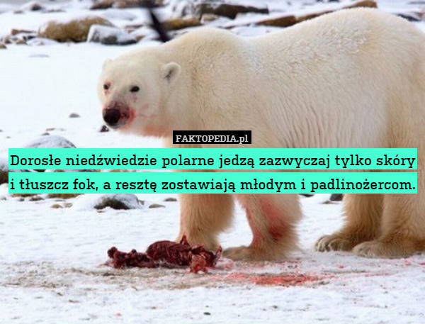 Dorosłe niedźwiedzie polarne jedzą tylko
