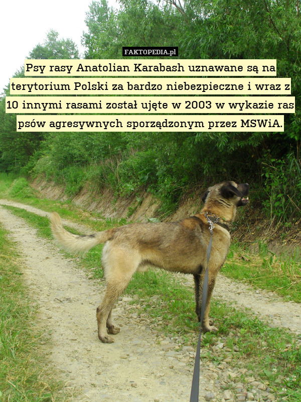 Psy rasy Anatolian Karabash uznawane