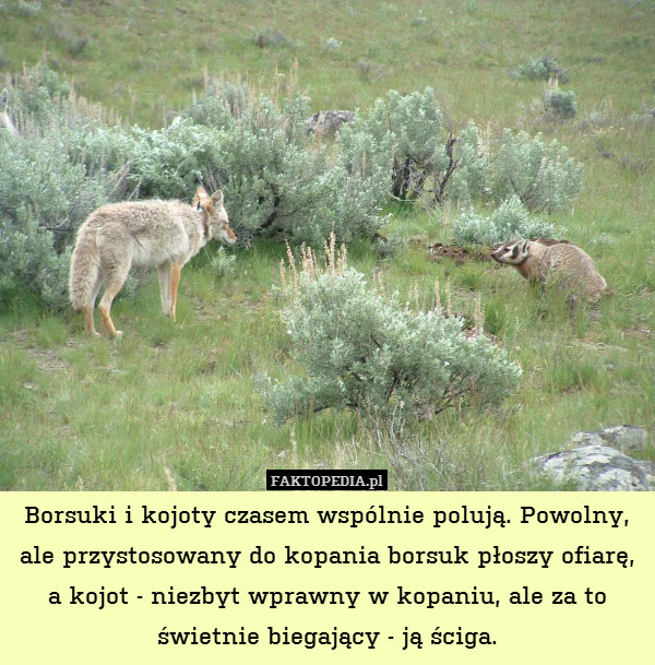 Borsuki i kojoty czasem wspólnie