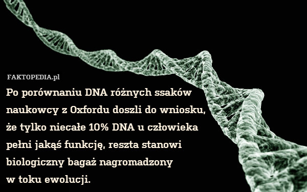 Po porównaniu DNA różnych ssaków
