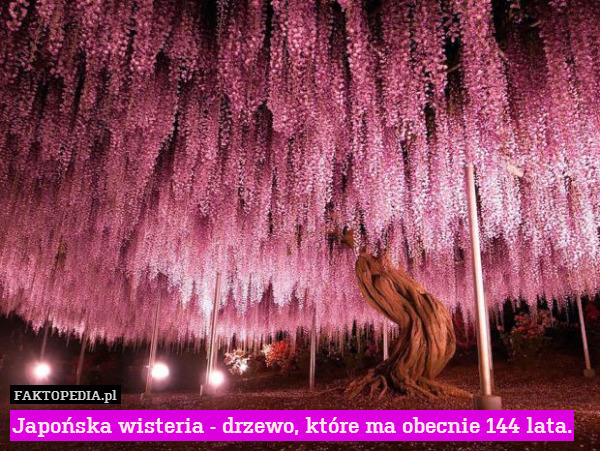 Japońska wisteria - drzewo, które