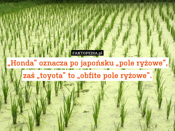 "Honda" oznacza po japońsku "pole ryżowe", zaś "toyota"