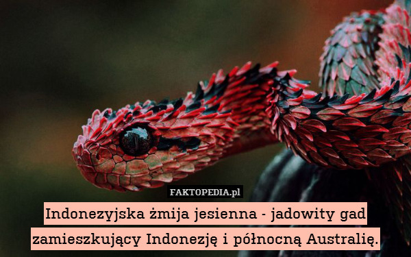 Indonezyjska żmija jesienna - jadowity gad zamieszkujący Indonezję i północną