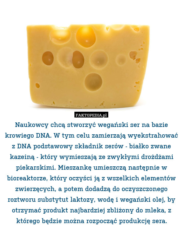 Naukowcy chcą stworzyć wegański ser na bazie krowiego DNA. W tym celu zamierzają