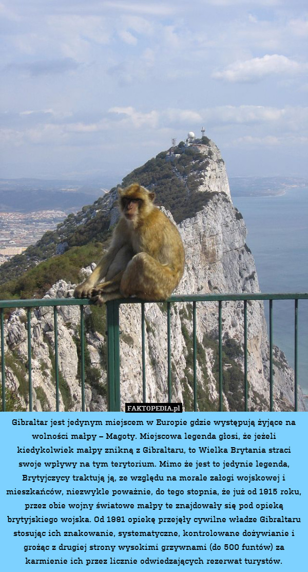 Gibraltar jest jedynym miejscem w Europie gdzie występują żyjące na wolności