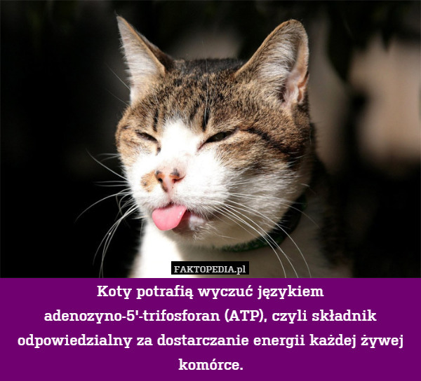 Koty potrafią wyczuć językiem adenozyno-5'-trifosforan (ATP), czyli