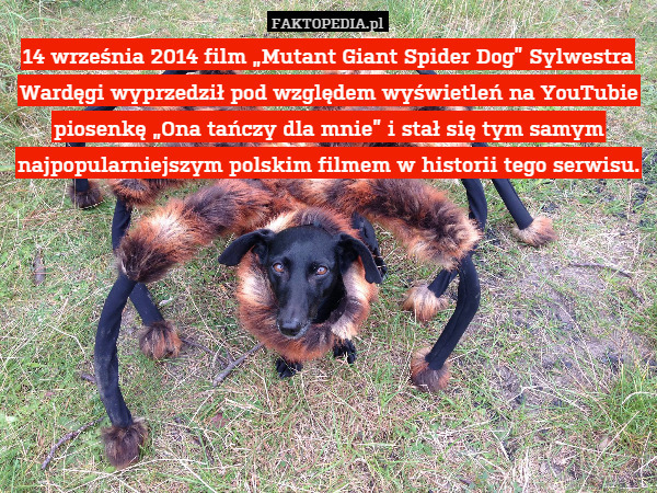 14 września 2014 film „Mutant Giant Spider Dog” Sylwestra Wardęgi wyprzedził