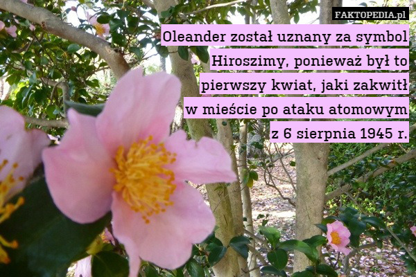 Oleander został uznany za symbol Hiroszimy, ponieważ był topierwszy kwiat