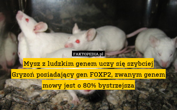 Mysz z ludzkim genem uczy się szybciej
Gryzoń posiadający gen FOXP2, zwanym