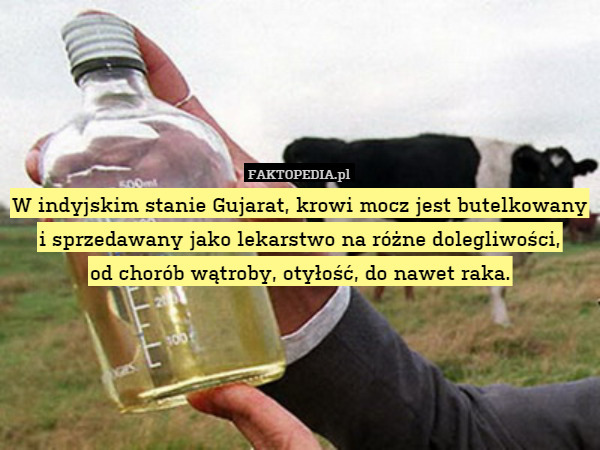 W indyjskim stanie Gujarat, krowi mocz jest butelkowany i sprzedawany jako