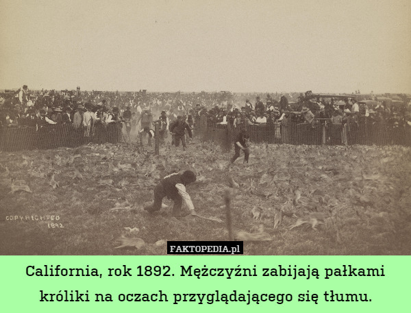 California, rok 1892. Mężczyźni zabijają pałkami króliki na oczach przyglądającego