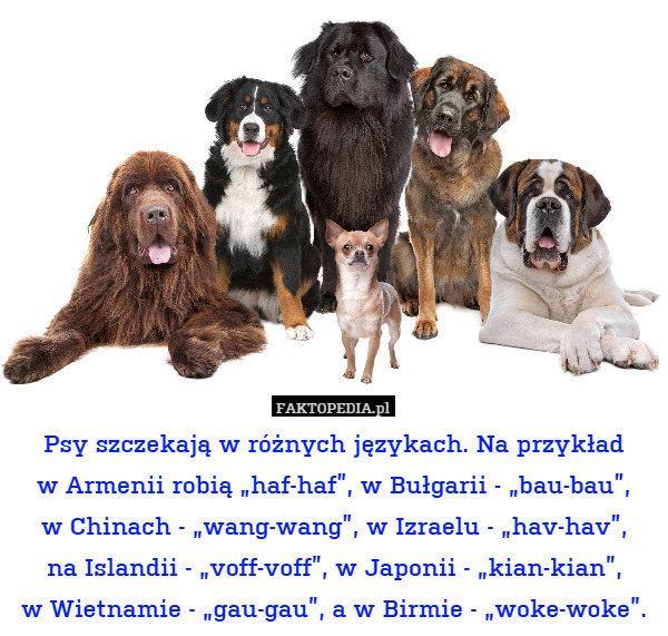 Psy szczekają w różnych językach. Na przykładw Armenii robią „haf-haf”,