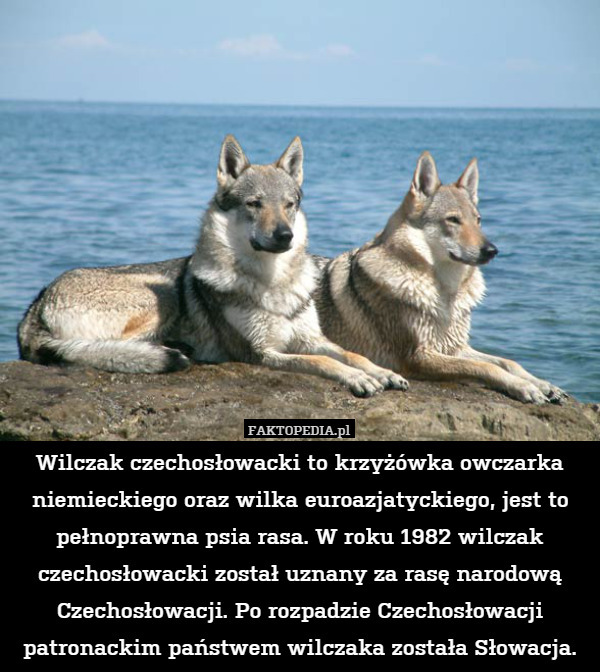 Wilczak czechosłowacki to krzyżówka owczarka niemieckiego oraz wilka euroazjatyckiego,