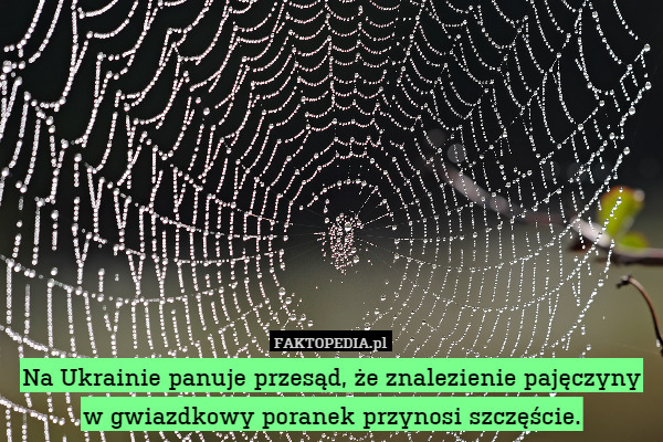 Na Ukrainie panuje przesąd, że znalezienie pajęczyny w gwiazdkowy poranek