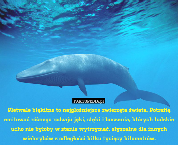 Płetwale błękitne to najgłośniejsze zwierzęta świata. Potrafią emitować różnego