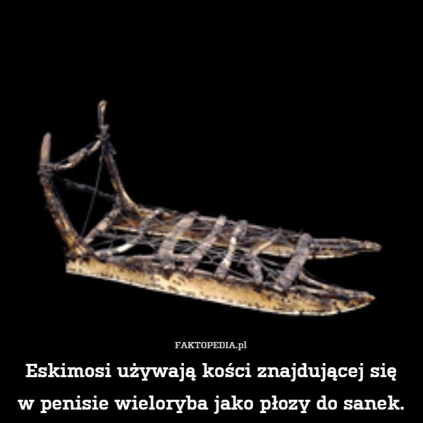Eskimosi używają kości znajdującej sięw penisie wieloryba jako płozy do