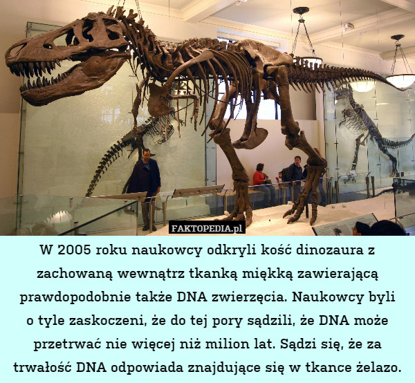 W 2005 roku naukowcy odkryli kość dinozaura z zachowaną wewnątrz tkanką