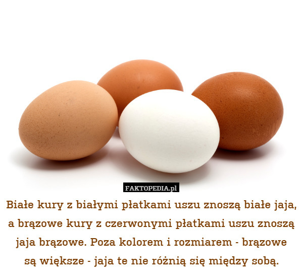 Białe kury z białymi płatkami uszu znoszą białe jaja, a brązowe kury z czerwonymi