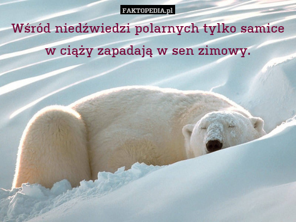 Wśród niedźwiedzi polarnych tylko samicew ciąży zapadają w sen zimowy.