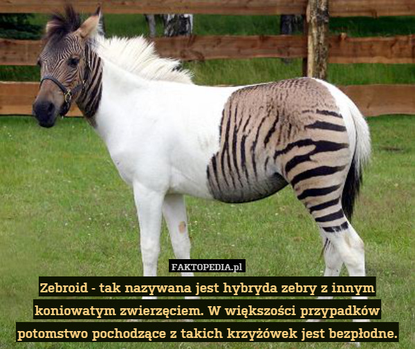 Zebroid - tak nazywana jest hybrydazebry z innym koniowatym zwierzęciem.