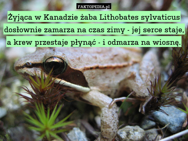 Żyjąca w Kanadzie żaba Lithobates sylvaticus dosłownie zamarza na czas zimy