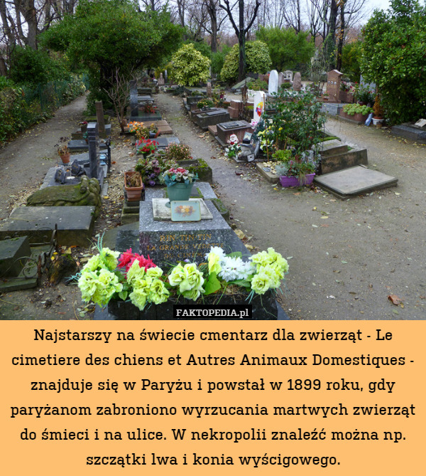 Najstarszy na świecie cmentarz dla zwierząt - Le cimetiere des chiens et