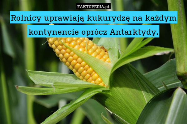 Rolnicy uprawiają kukurydzę na każdym kontynencie oprócz Antarktydy.