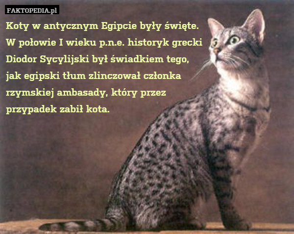 Koty w antycznym Egipcie były święte. W połowie I wieku p.n.e. historyk