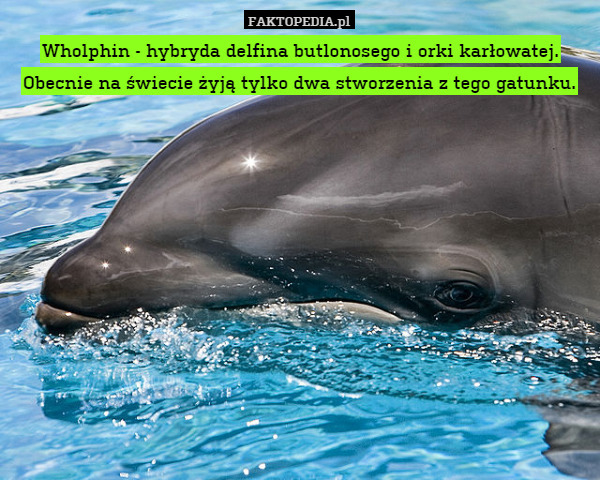 Wholphin - hybryda oreki i delfina. Obecnie na świecie żyją tylko dwa stworzenia
