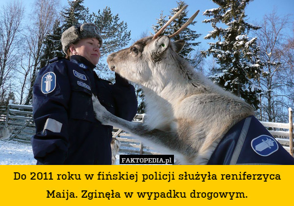 Do 2011 roku w fińskiej policji służyła reniferzyca Maija.  Zginęła w wypadku
