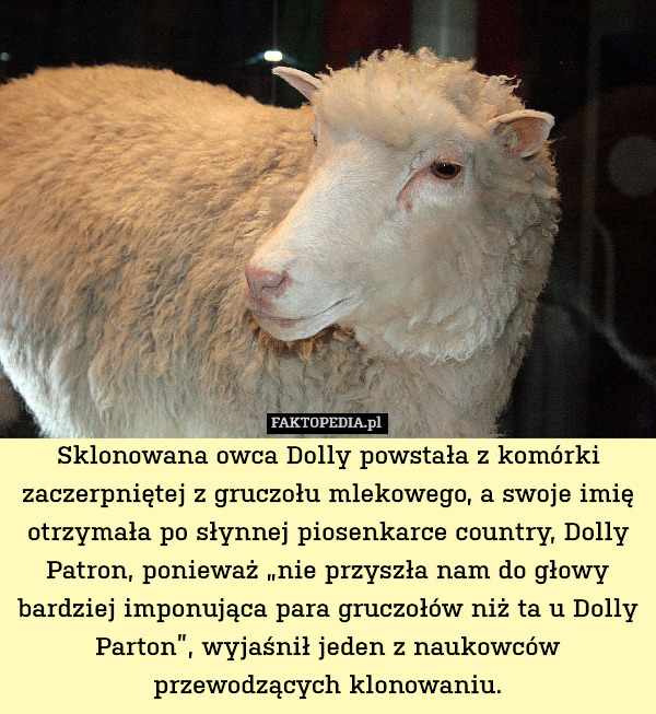 Sklonowana owca Dolly powstała z komórki zaczerpniętej z gruczołu mlekowego,
