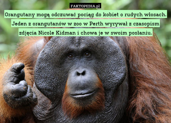 Orangutany mogą odczuwać pociąg do kobiet o rudych włosach. Jeden z orangutanów