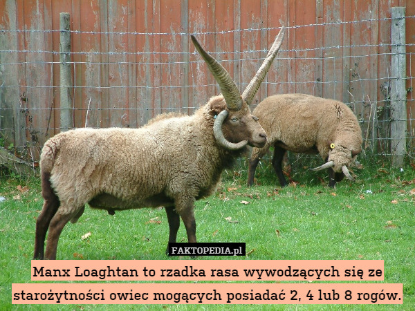 Manx Loaghtan to rzadka rasa wywodzących się ze starożytności owiec mogących