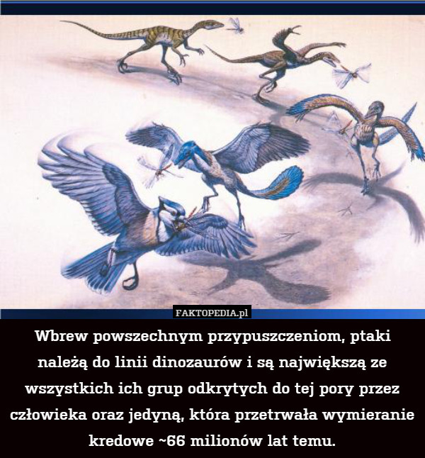 Wbrew powszechnym przypuszczeniom, ptaki należą do linii dinozaurów i są