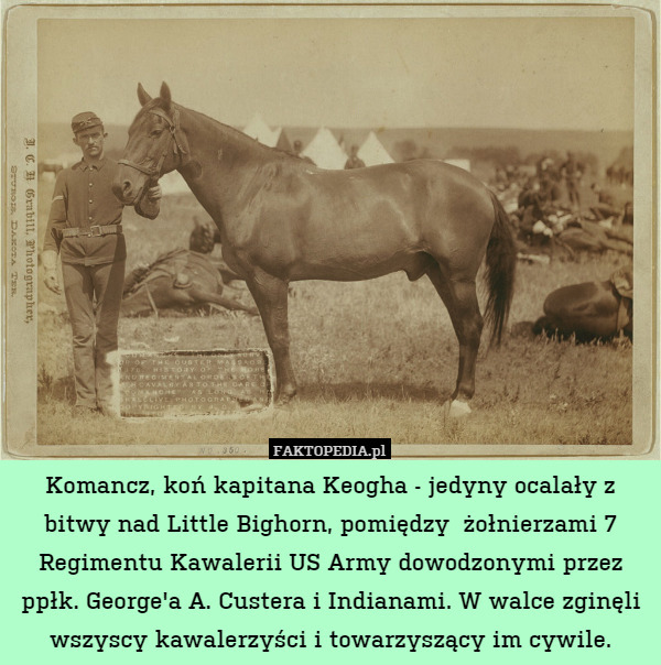 Komancz, koń kapitana Keogha - jedyny ocalały z bitwy nad Little Bighorn,