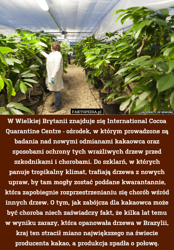 W Wielkiej Brytanii znajduje się International Cocoa Quarantine Centre -