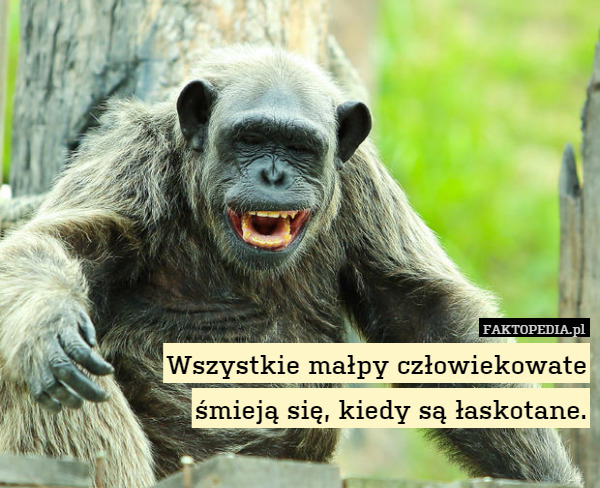 Wszystkie małpy człowiekowate śmieją