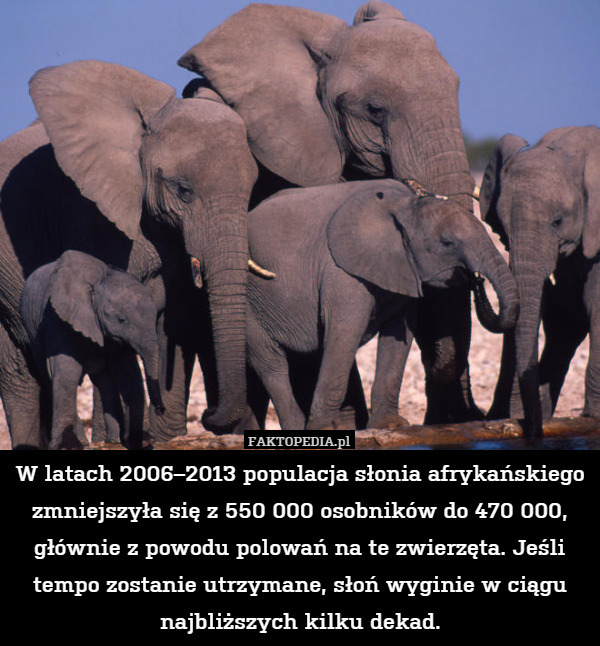 W latach 2006–2013 populacja słonia afrykańskiego zmniejszyła się z 550
